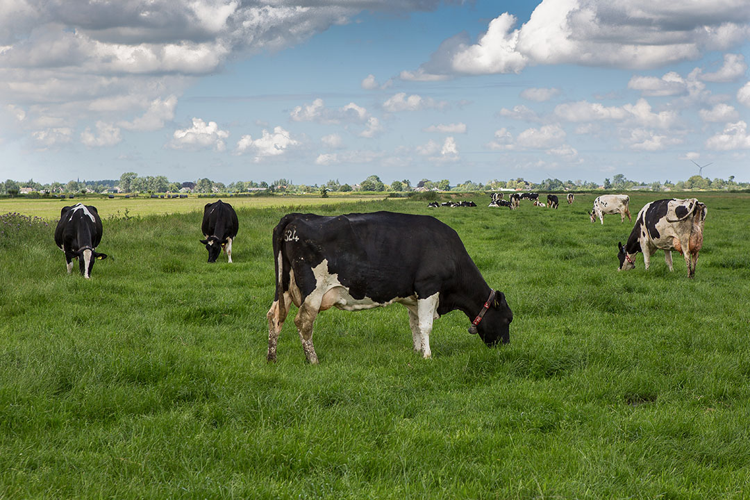 408160 Melkveehouder Gijs van Eck in Vinkeveen. Foto: Weidende koeien