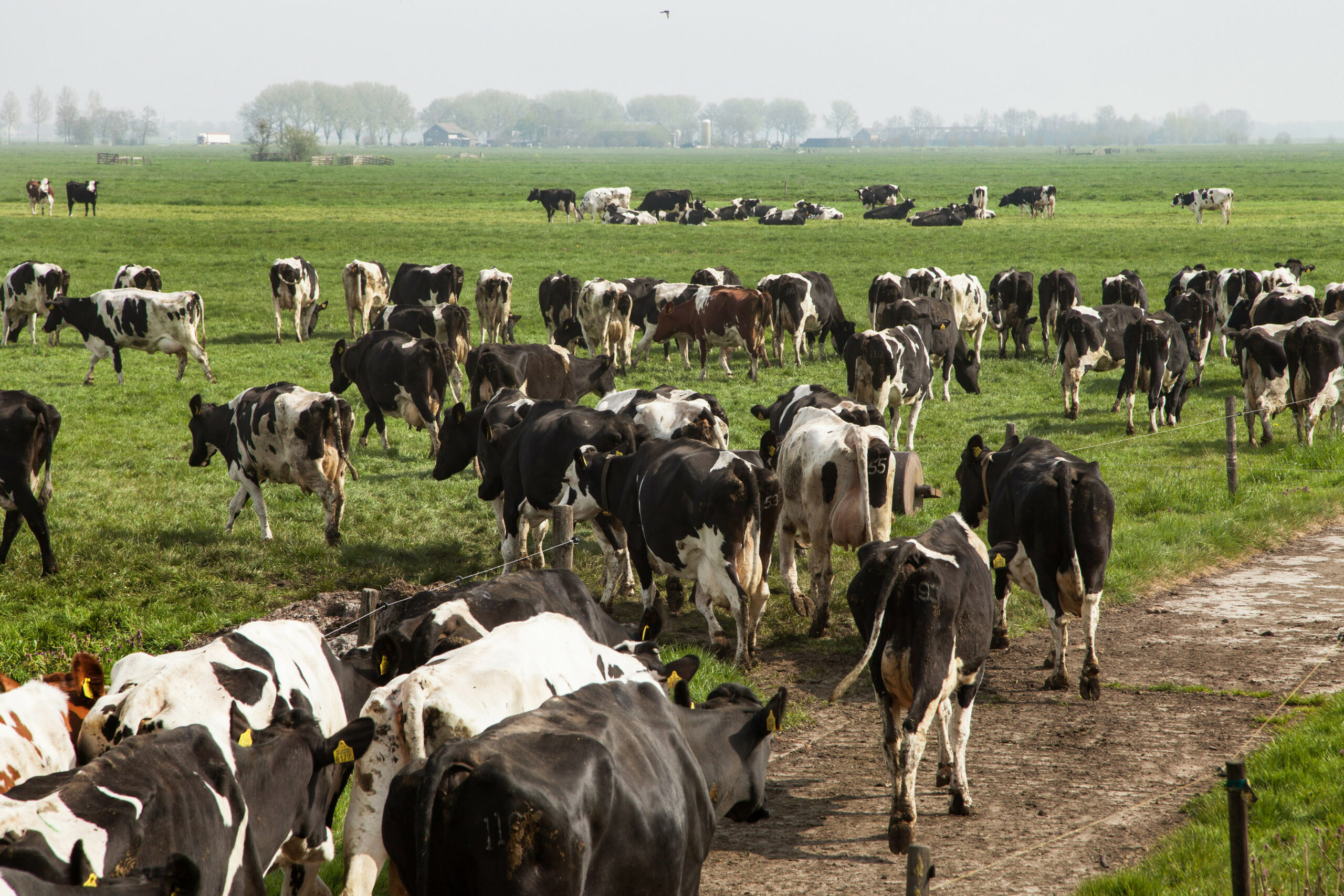Van degenen die fosfaat moeten kopen om een gewenst aantal stuks vee te mogen houden, heeft twee derde dat al gedaan.