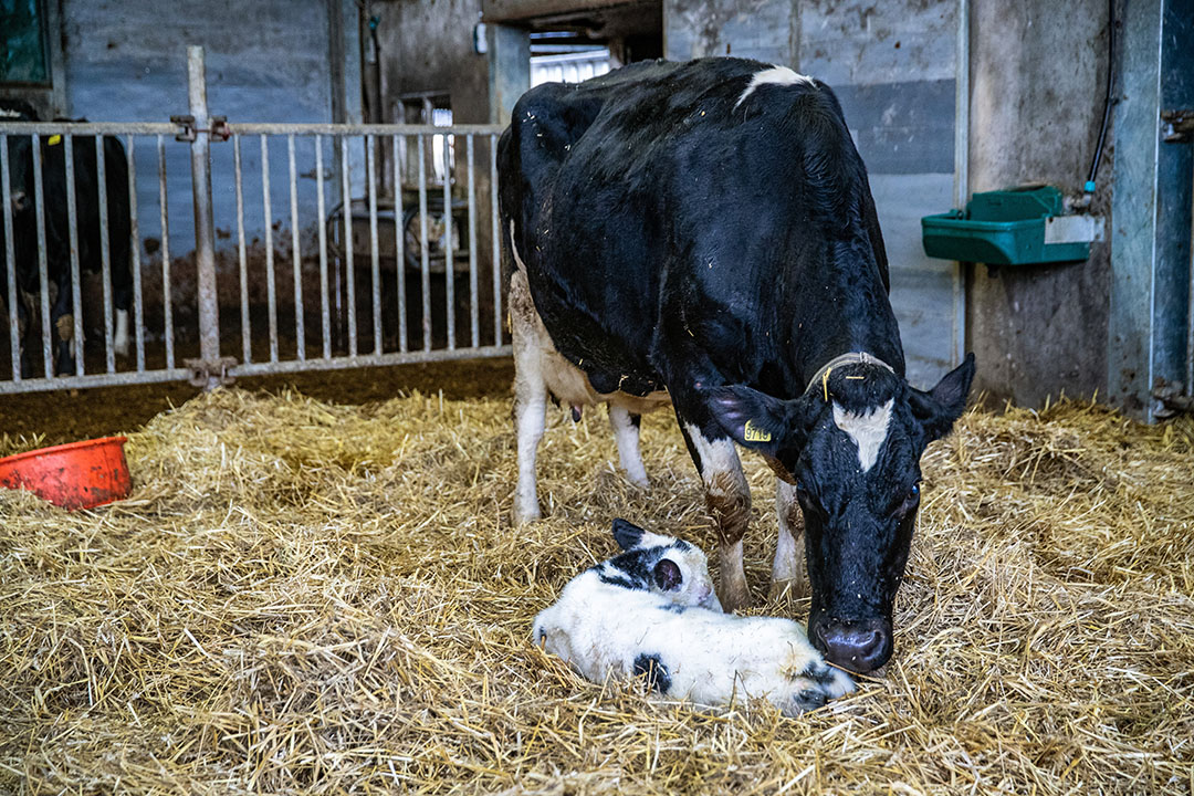 Deze koe heeft net gekalfd. Door een moeilijke geboorte blijven koeien sneller aan de nageboorte staan. - Foto: Ronald Hissink