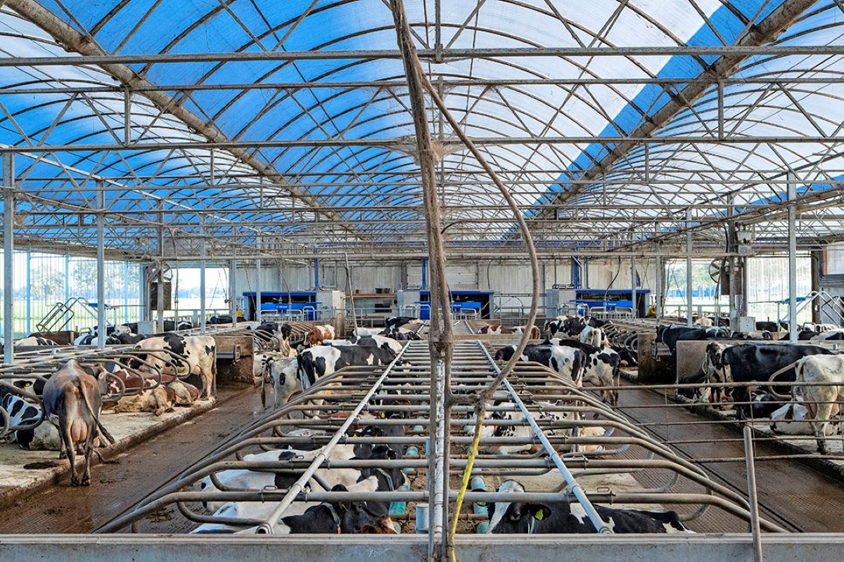 Warmelink liet 3 jaar geleden een serrestal voor 190 koeien bouwen. Hoe zijn nu de ervaringen? 