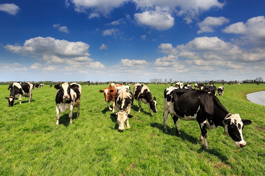 Koeien in de wei is standaard voor biologische productie, maar ook in  de gangbare sector groeit het percentage weidegang weer.