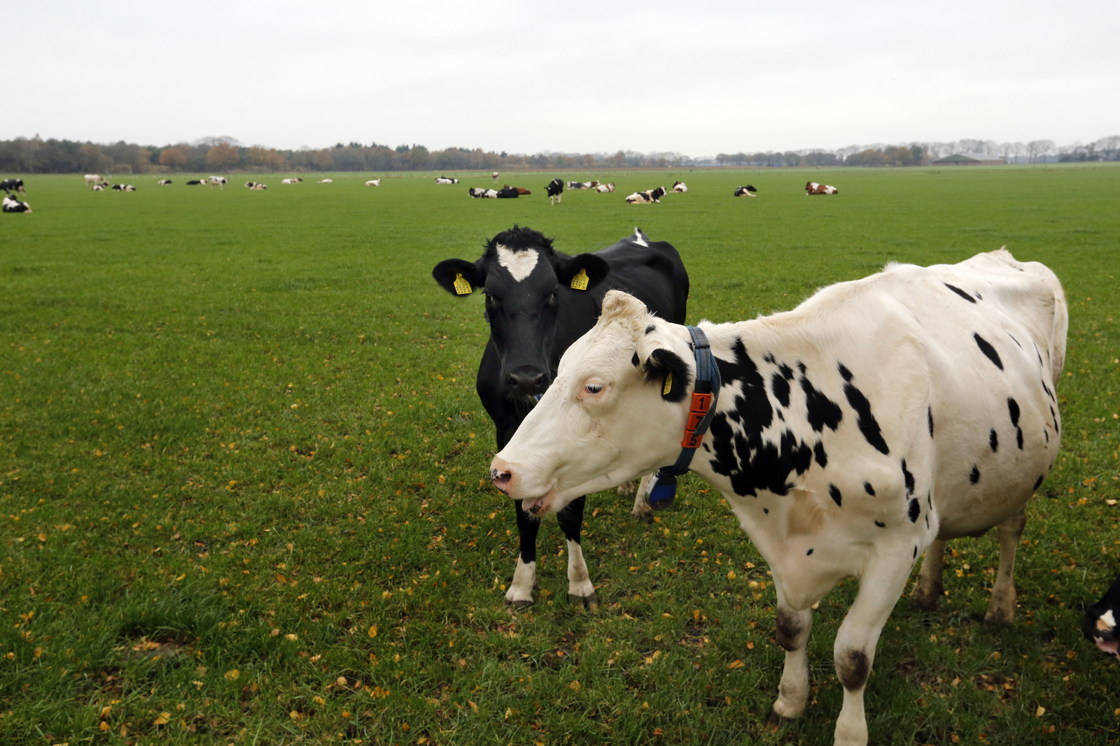 Nederlandse koe stoot weinig CO2 uit