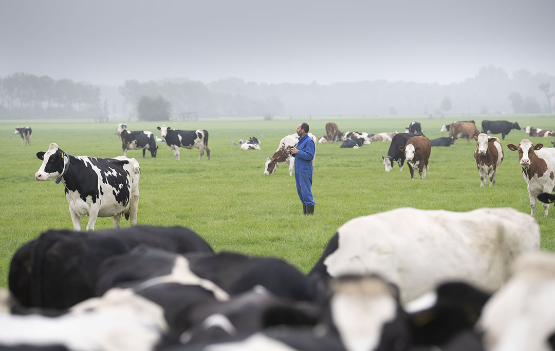 Voor de eco-regeling kunnen veehouders een mix aan maatregelen nemen om meer premie te krijgen. Sommigen kosten geld, anderen kunnen ook financieel gunstig uitpakken zoals meer weidegang toepassen.- Foto: Mark Pasveer