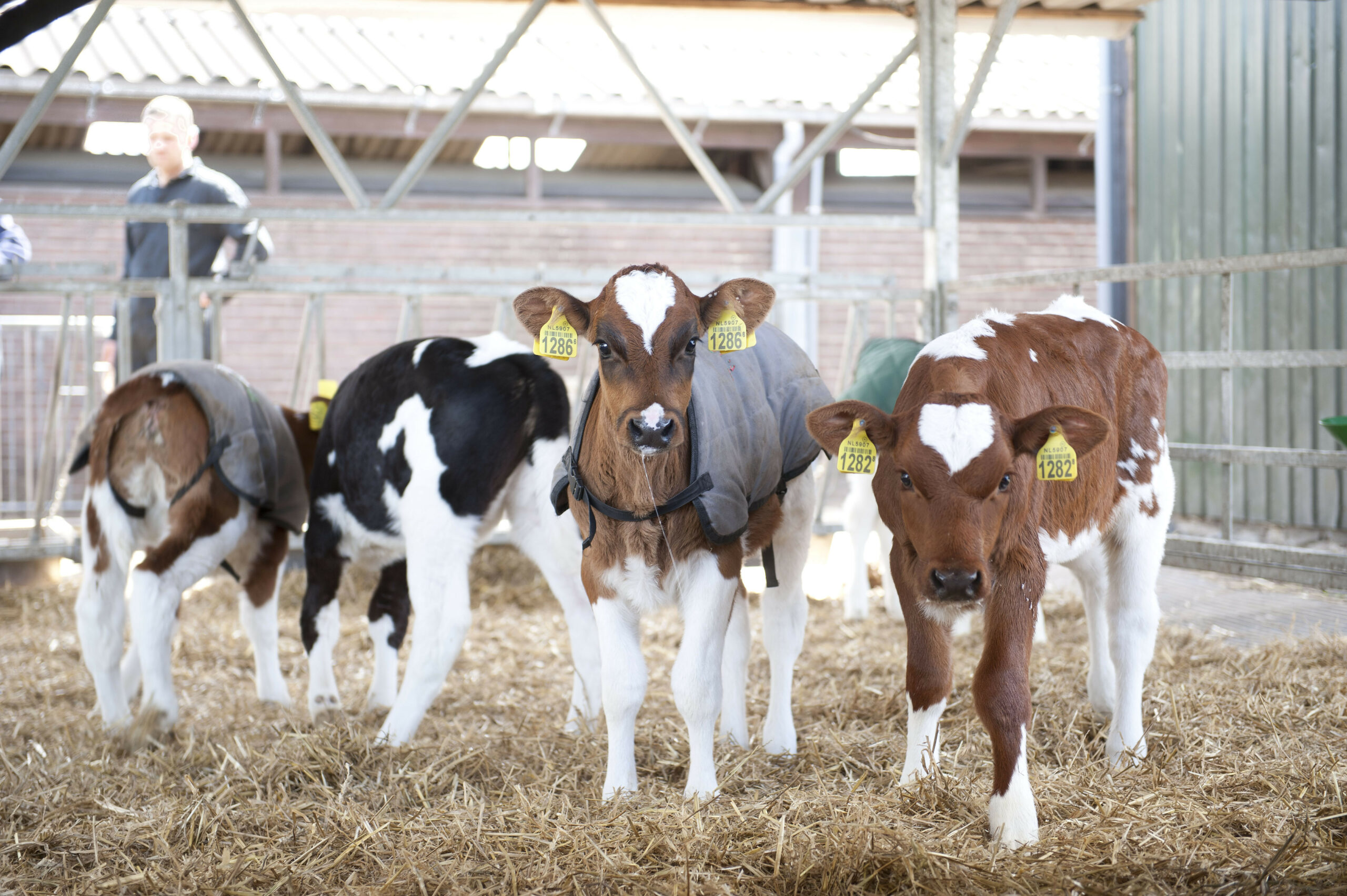 Op veel manieren hebben veehouders opbrengsten buiten het leveren van melk. Maar een deel is gerelateerd aan de koeien, zoals omzet en aanwas. Ook een tweede tak levert inkomsten.