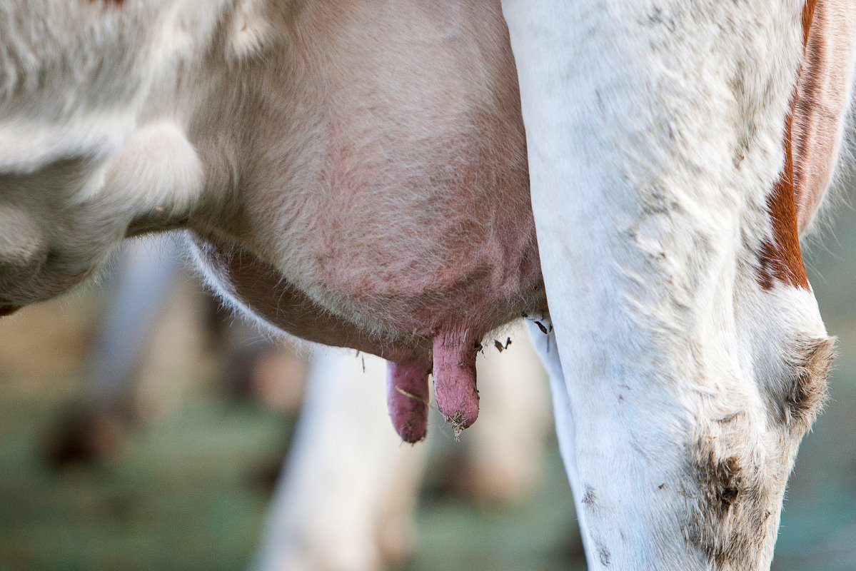 Stierenmester maakt gedurfde start met melkvee
