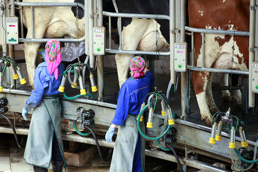 De Russische melkveehouderij is zeer divers, met veel kleine, maar ook grote, professionele bedrijven.