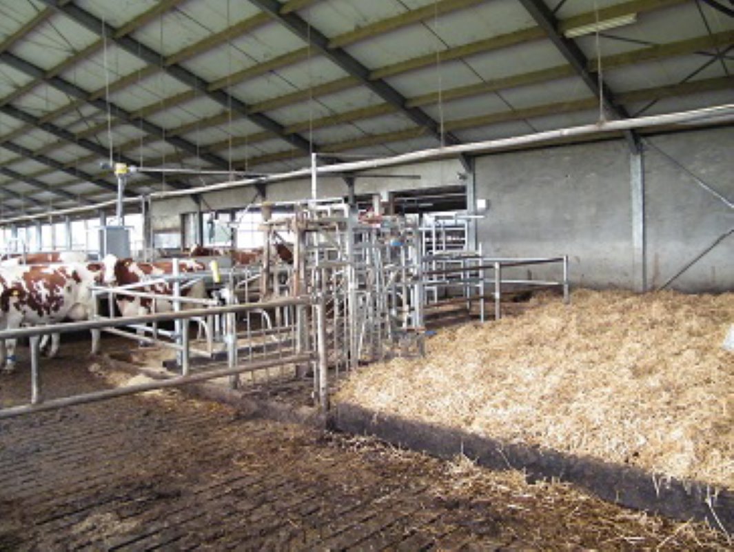 Na het melken vindt de koeseparatie plaats met 4 opties: hoogproductieve, laagproductieve, naar het strohok en zorgkoeien.
