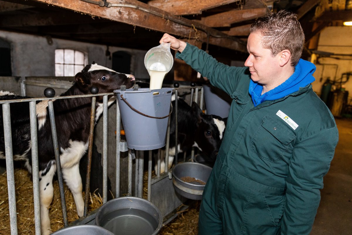 <b>06:15 uur</b> De dag begint voor de specialist Jongvee van Agrifirm met het melken van 85 koeien in een 2×9 visgraat melkstal, op het ouderlijk bedrijf in Heeten, Overijssel. Na het melken voert Erwin de kalveren. De nuchtere kalveren krijgen de hele dag beschikking over in totaal 12 liter melk. “Deze melk, die ik aanmaak met het poeder Kalvolac Unlimited, is speciaal ontwikkeld voor onbeperkte melkverstrekking. De hoge verteerbaarheid van deze aangezuurde melk wordt geborgd doordat deze voor 100% uit zuiveleiwit bestaat. Doordat ze gedurende de dag kunnen drinken, nemen de kalveren meer melk op en groeien daarmee ook gemakkelijker.”’ title=