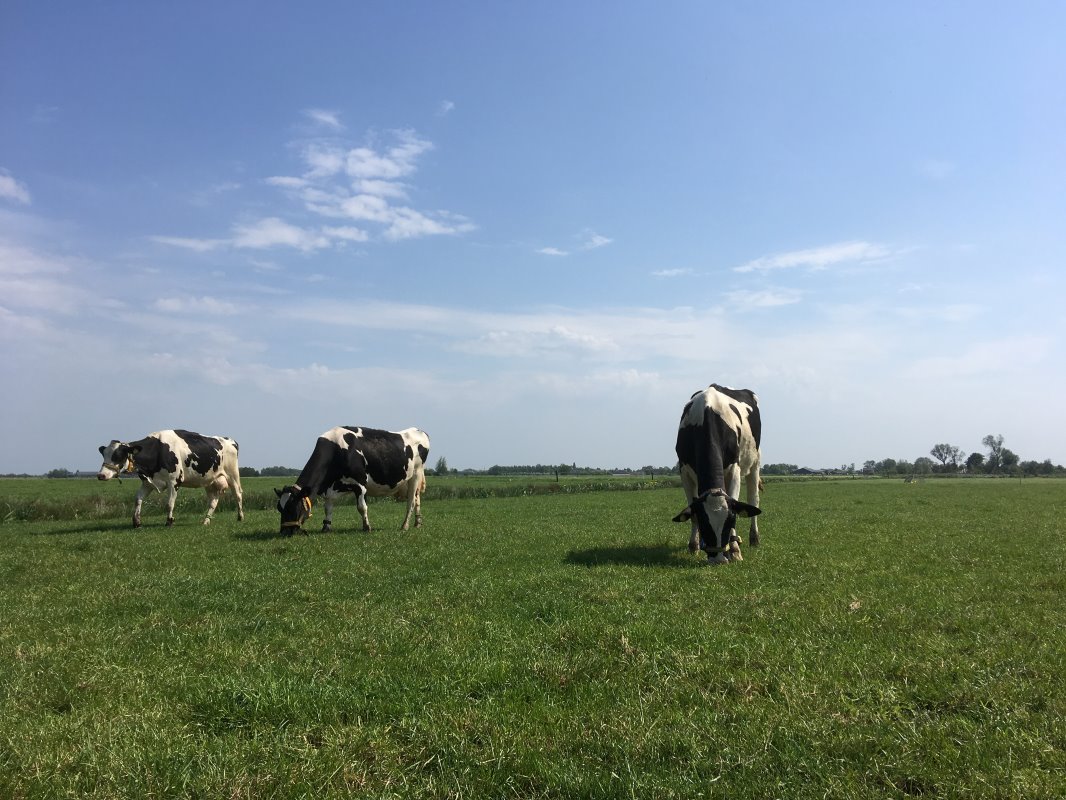 Grazende koeien op een perceel waar effect van kurzrasen wordt onderzocht. - Foto's: Nyncke Hoekstra