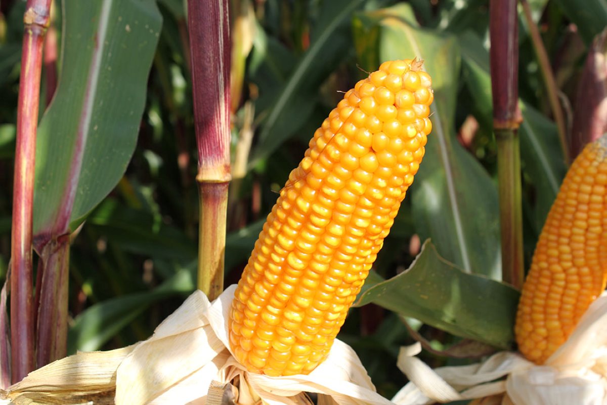 Tijdig rijpe maïs op basis van de korrel maakt het verschil.