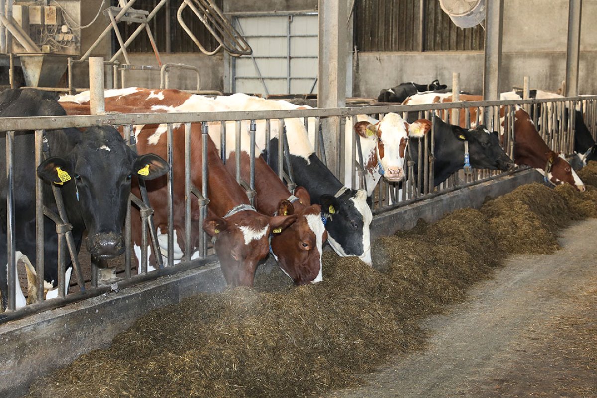 Het melkvee produceert 10.000 kilo melk per koe per jaar met 3,55% eiwit en 4,40% vet. Sodagrain is belangrijk om de koeien van voldoende energie te voorzien.
