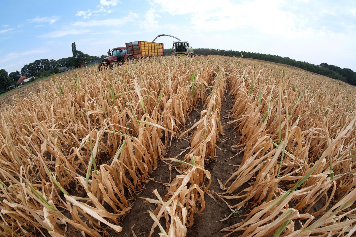 Hier is duidelijk te zien dat de mais sterk verdroogd is. Volgens Derk Luimes viel de opbrengst ‘hard tegen’.
