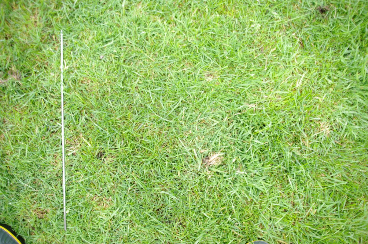 Het verschil in de zode tussen kurzrasen (links) en stripgrazen (rechts) is duidelijk zichtbaar. Bij kurzrasen is de dichtheid van het aantal planten per oppervlakte veel groter.