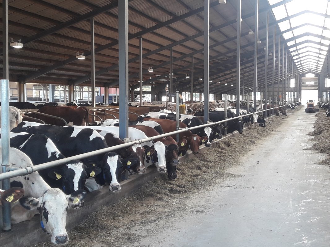 De stal heeft 500 ligplaatsen. Op dit moment zijn er 450 koeien.