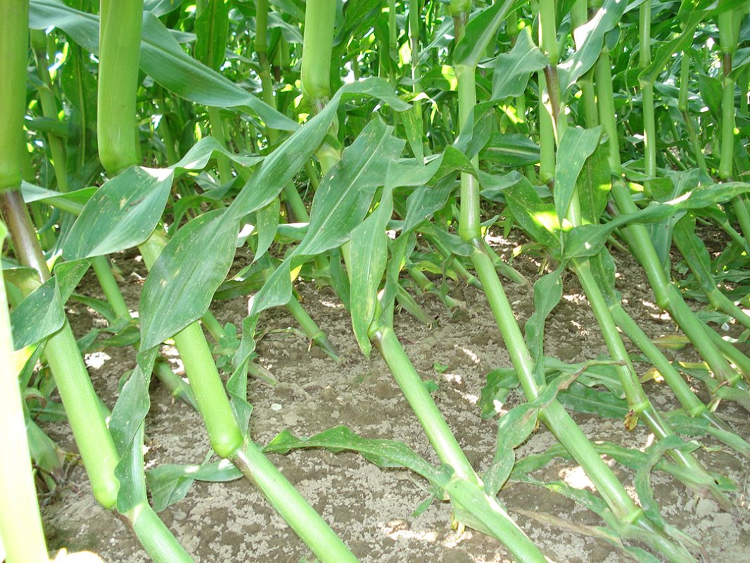 Het zichzelf weer oprichten van maïs na zomerlegering voor de bloei