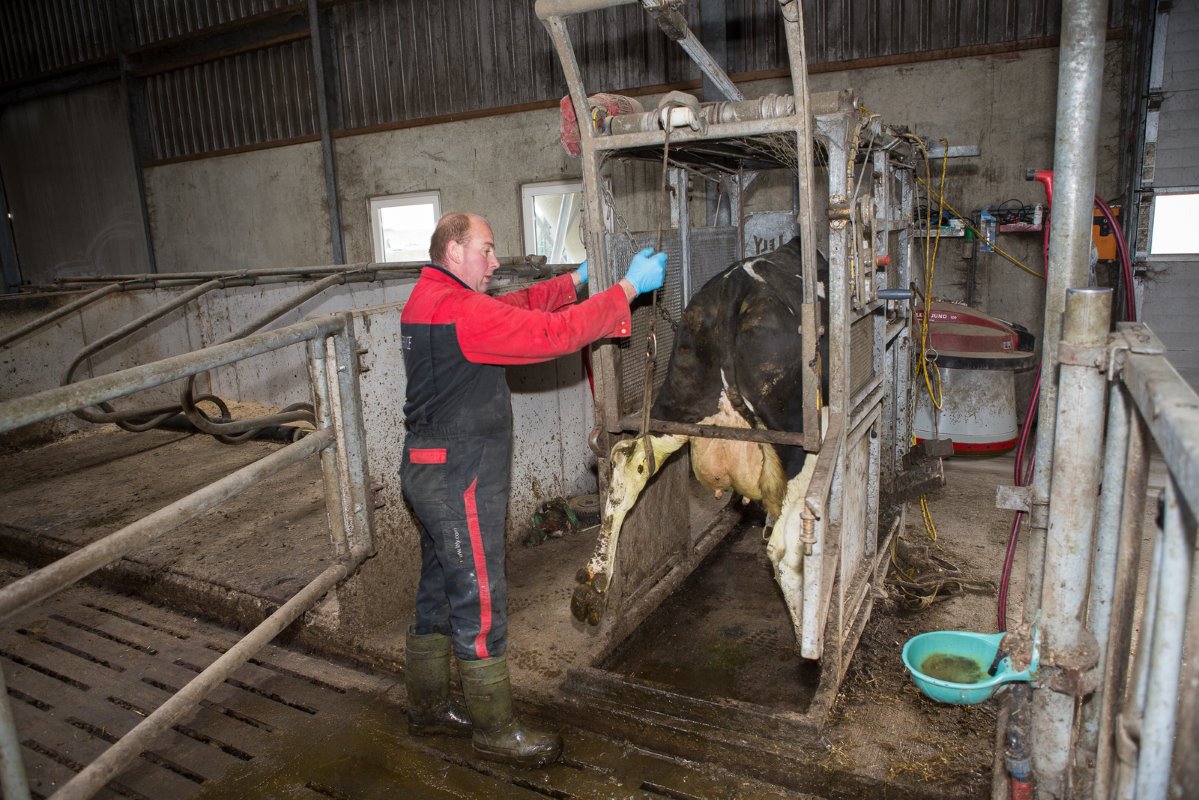De behandeling met de Mortella Heal-pleisters begint met het vastzetten van een koe in de klauwbekapbox.