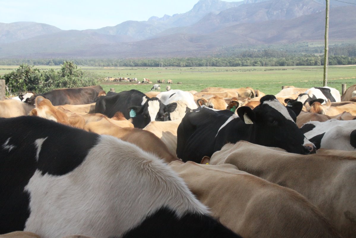 De Kock Cloete vult zijn eigen Jerseys en Holsteins aan met leasekoeien van vier boeren die hun bedrijf staakten. Recentelijk is overeengekomen om de koeien van een van de vier verhuurders te kopen voor 585 euro per dier, ongeacht hun leeftijd of productiestadium.