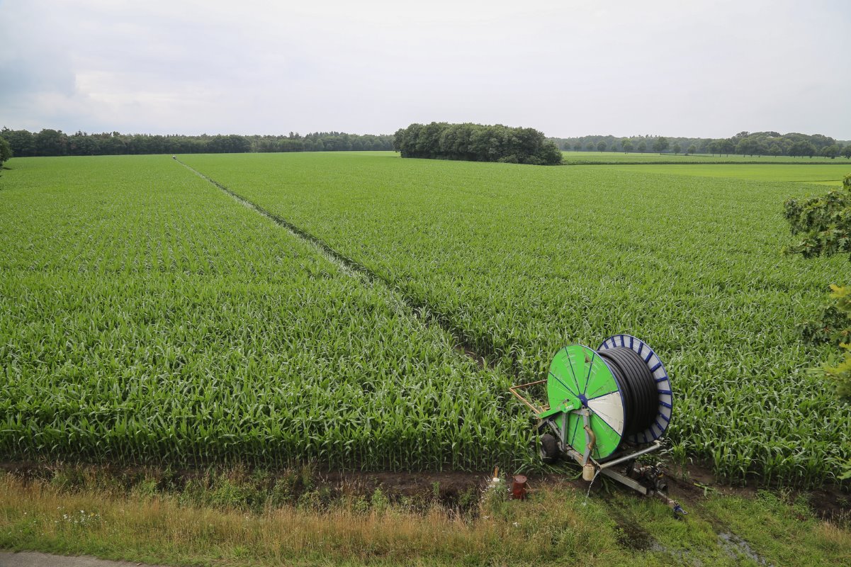Binnen Nederland is het droog, maar met een neerslagtekort van 230 millimeter (bron: KNMI, 16 juli) behoort de regio tussen Oostelbeers en de Belgische grens tot de droogste streken van het land.
