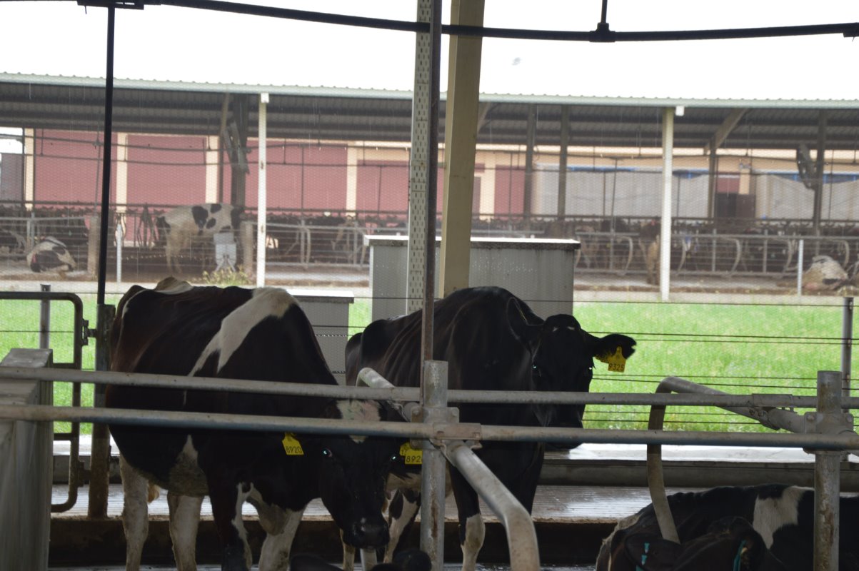 De bedoeling is dat er hier meer Hollandse koeien komen, omdat het bedrijf zegt betere ervaringen met het Nederlandse melkvee te hebben. Pakistaanse koeien leveren gemiddeld nog geen 5 liter melk per koe per dag. Nederlandse koeien, die goed zijn voor zo'n 35 liter per dag per koe, moeten helpen de productie in rap tempo te verhogen.