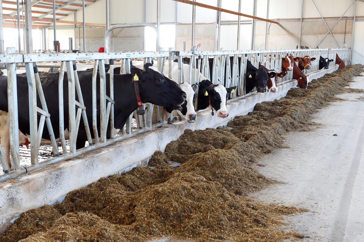 Op de peildatum van 2 juli 2015 had Alberti 100 melkkoeien en 60 stuks jongvee (125 GVE). Eind vorig jaar waren dat 120 stuks melkvee. Dat betekende dat er dit jaar 20 koeien weg moesten. Dat is inmiddels gebeurd.