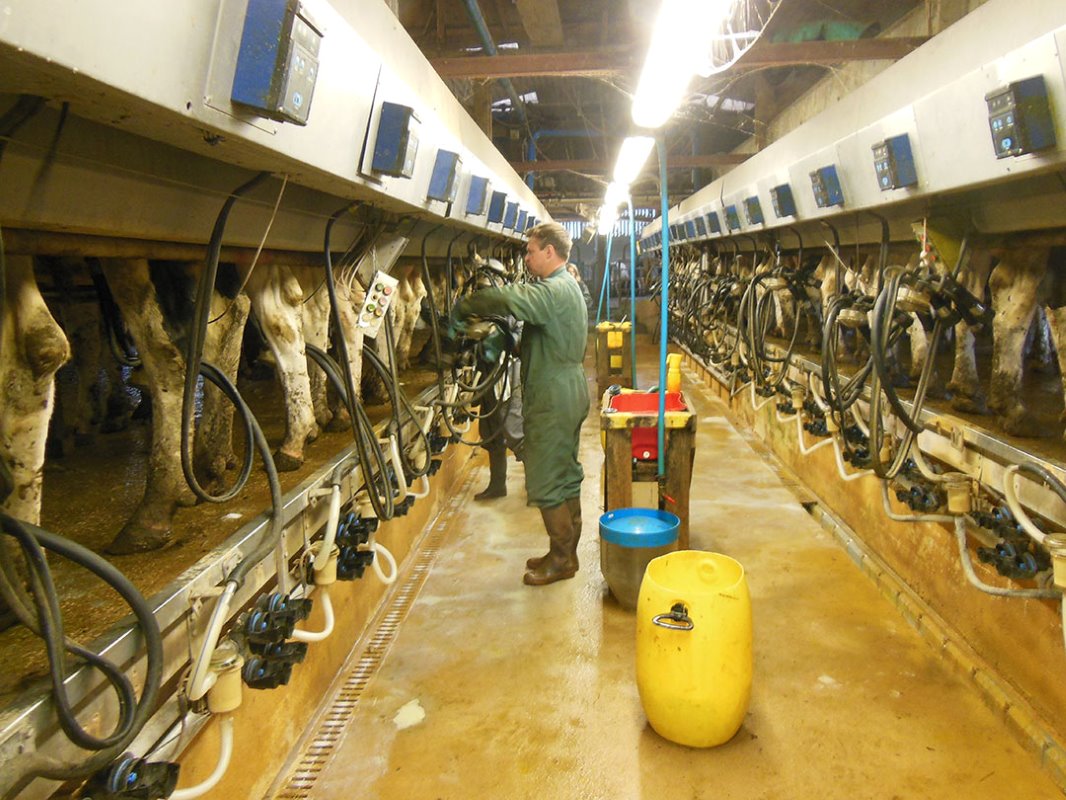 De koeien worden gemolken in een Delaval 2x20 rapid exit. Het melken van 280 koeien neemt ongeveer 2 uur en een kwartier.