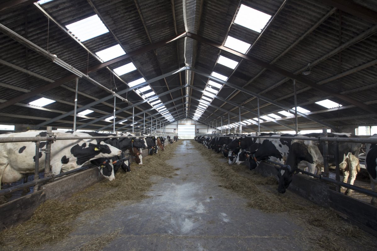 In 2015 heeft Firma Heeg zo'n 40 meter aan de stal bijgebouwd. Het gebouw heeft nu 185 ligplaatsen. Op peildatum 2 juli 2015 waren er 124 melkkoeien en 75 stuks jongvee op het bedrijf. Er zijn straks zo'n 40 fosfaatrechten nodig.