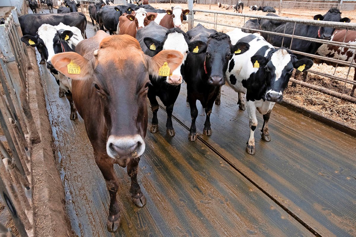 Fosfaat was ook op dit bedrijf een thema. Op de peildatum van 2 juli 2015 had Slager 90 melkkoeien en 55 stuks jongvee. De veehouder kon zodoende niet verder groeien en zijn vrijloopstal vol zetten.