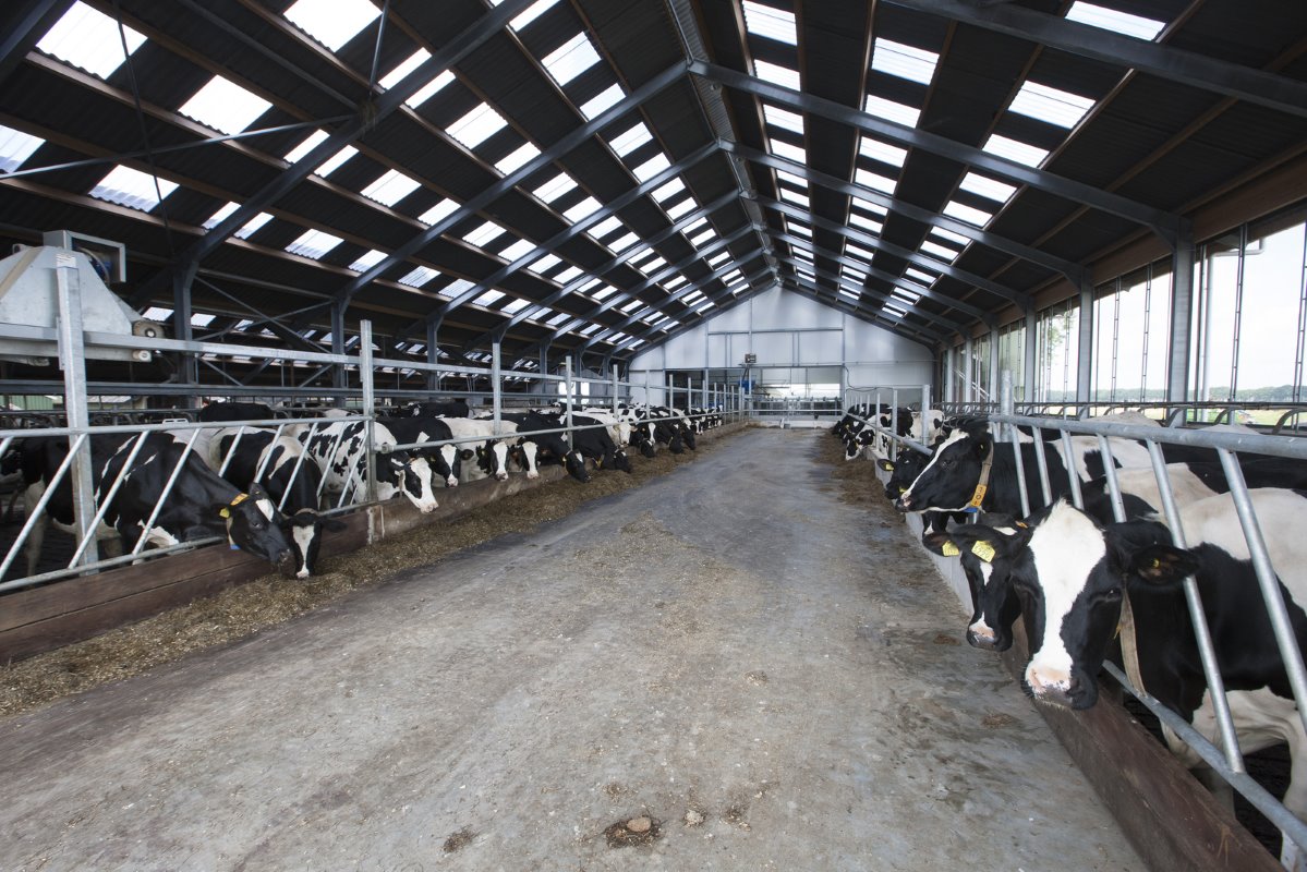 Momenteel zijn er 150 melk- en kalfkoeien en 130 stuks jongvee op het bedrijf. Het rollendjaargemiddelde is 9.200 liter, met 4,27 procent vet en 3,63 procent eiwit. Het bedrijf heeft 60 hectare grasland in eigendom en huurt 5 hectare maisland.