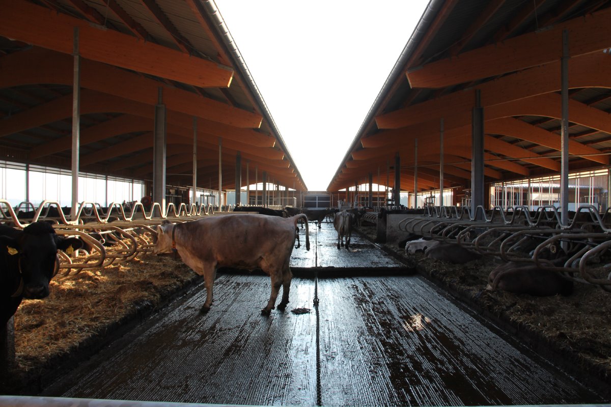 <p>Om aan de bio-eisen van 10,2 vierkante meter buitenruimte voor de koeien te voldoen, is het staldak deels open. Bij langdurige sneeuwval kan zo een laag sneeuw op het voer ontstaan. Volgens Albinger is dat hooguit enkele dagen per jaar het geval. “Geen probleem”</p>’ title=