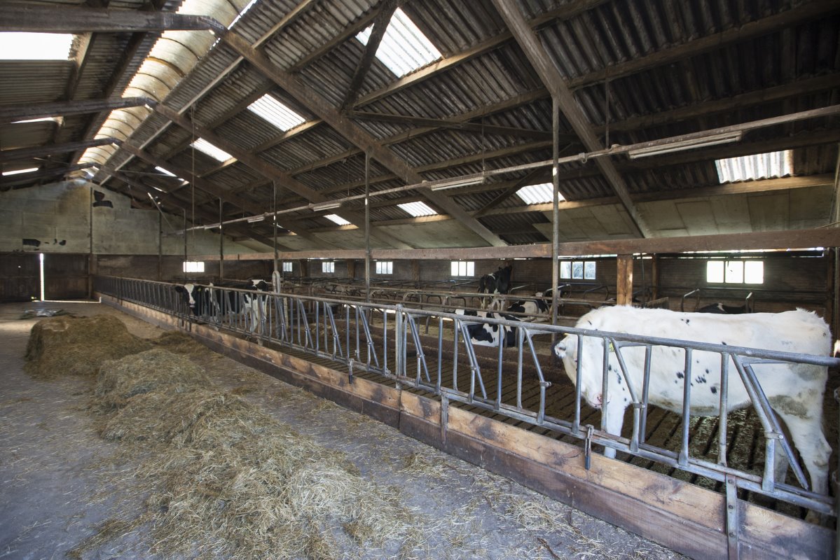 Dit is de voormalige jongveestal. De dieren zijn een paar weken geleden verkocht en weggegaan. "We zetten in op de groei van de melkveestapel. We willen 175 koeien aan de melk", vertelt Pieter Heeg.