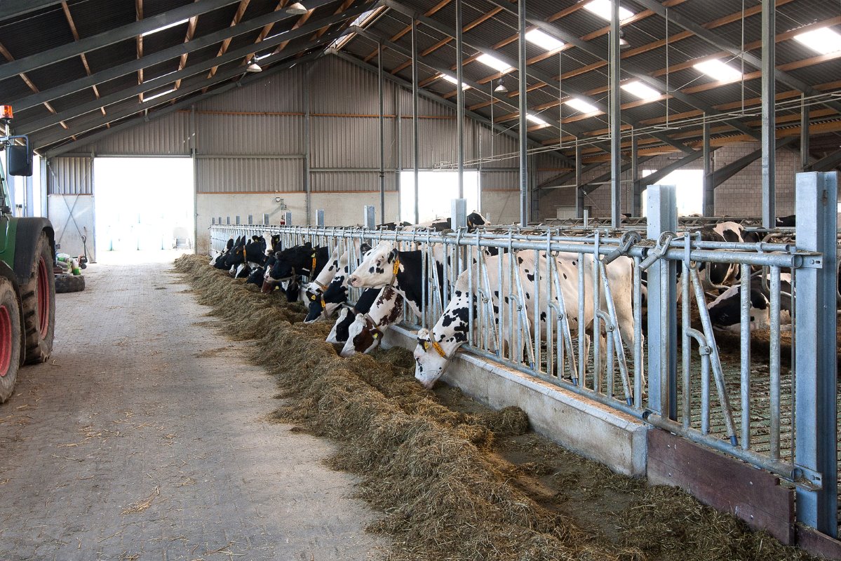 Vretende koeien aan het voerhek in het nieuwe ligboxengedeelte van de stal.