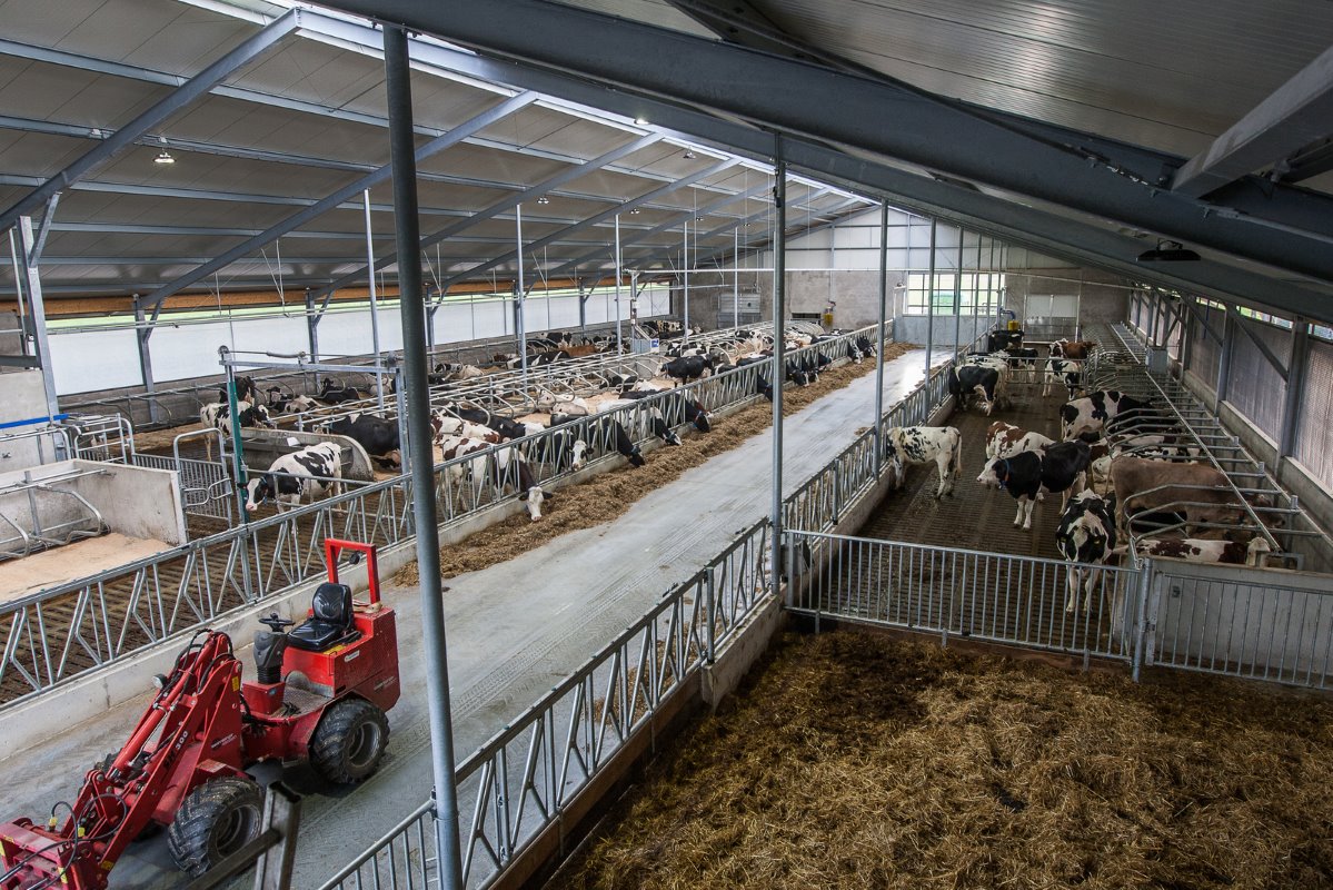 De stal is een 3+1. Alle melkkoeien staan aan één kant. Om koeien naar de melkmachine te krijgen is een hydraulische loopbrug gemaakt (achteraan op de foto).