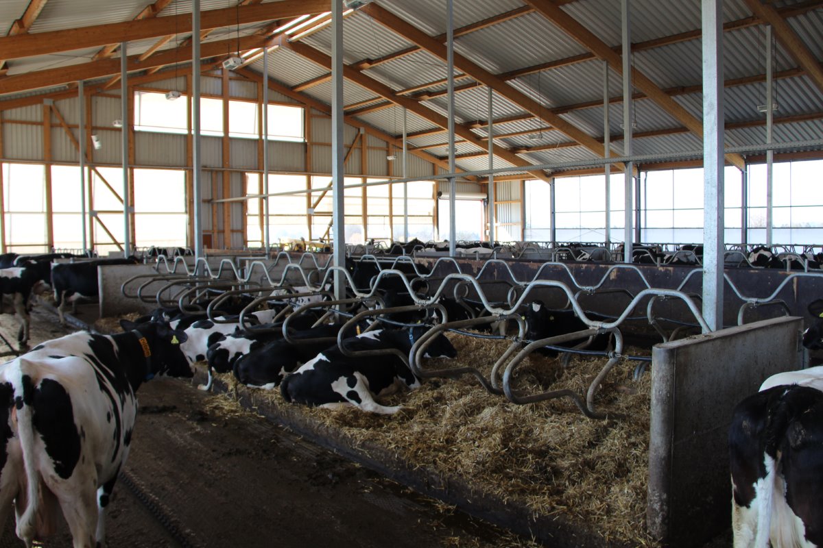 <p>De gemiddelde dagelijkse melkproductie van de 300 koeien bedraagt ruim 33 liter. De gemiddelde jaarproductie komt uit op 10.500 liter met 3,5 procent eiwit en 4,2 procent vet.  In de nieuwe stal zal deze productie nog verder moeten stijgen tot zeker 11.000 liter.</p>’ title=