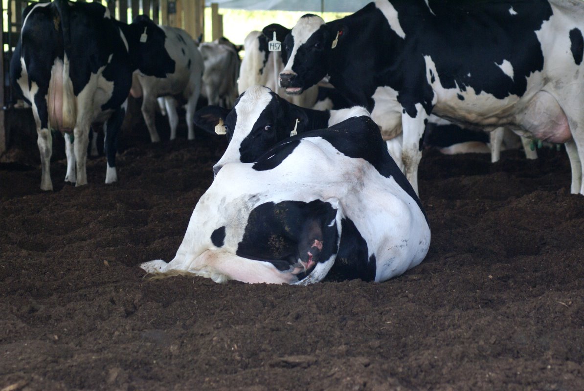 Volgens de Amerikaanse melkveehouder is het koecomfort verbeterd sinds hij is overgestapt naar de compoststal. De koeien liggen veel vaker en het is rustiger in de stal. De melkgift was in het begin van de overstap wat ingezakt, maar dat zit nu weer op het oude niveau.