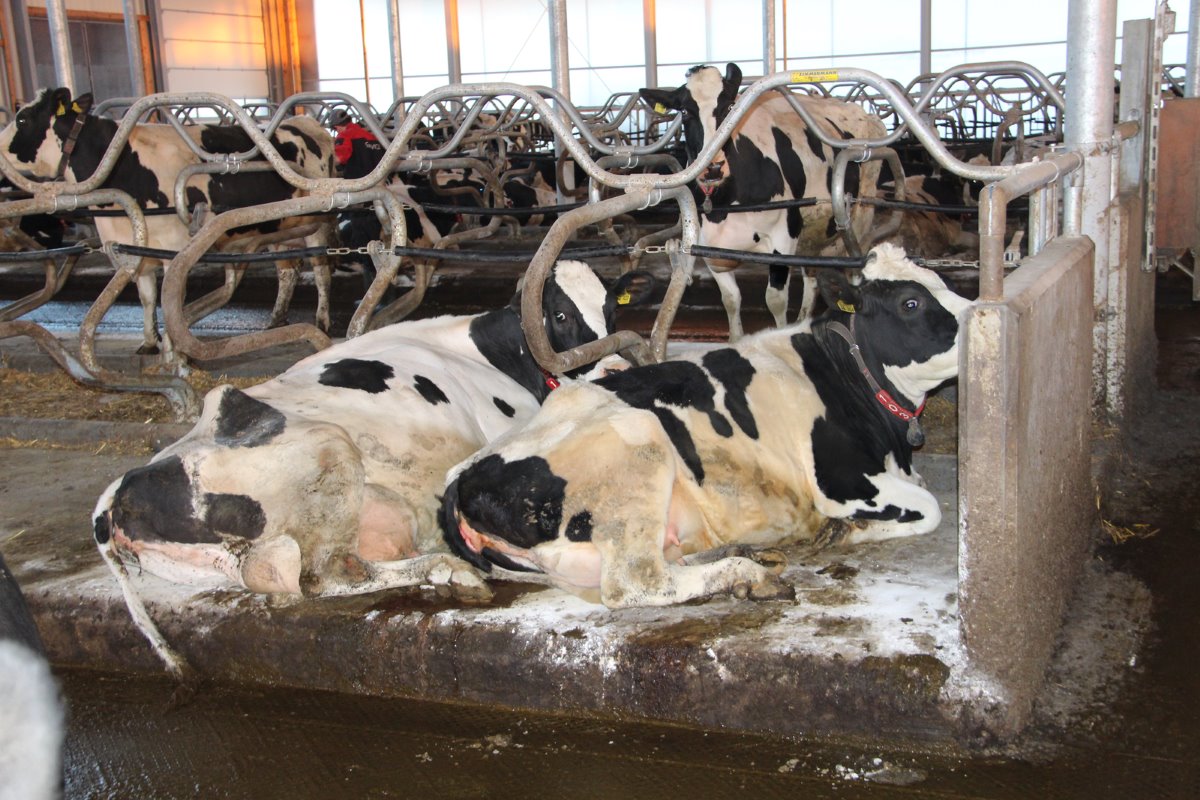 De stalinrichting is van Zimmermann Stalltechnik. De koeien liggen op Zimsoft-matrassen. Härle koos bewust niet voor diepstrooiselboxen: "Die hebben te hoge kosten door extra werk en stro (-opslag). Dat kost tussen de 500 en 800 liter melk. Op de Zimsoft-matrassen liggen de koeien prima".