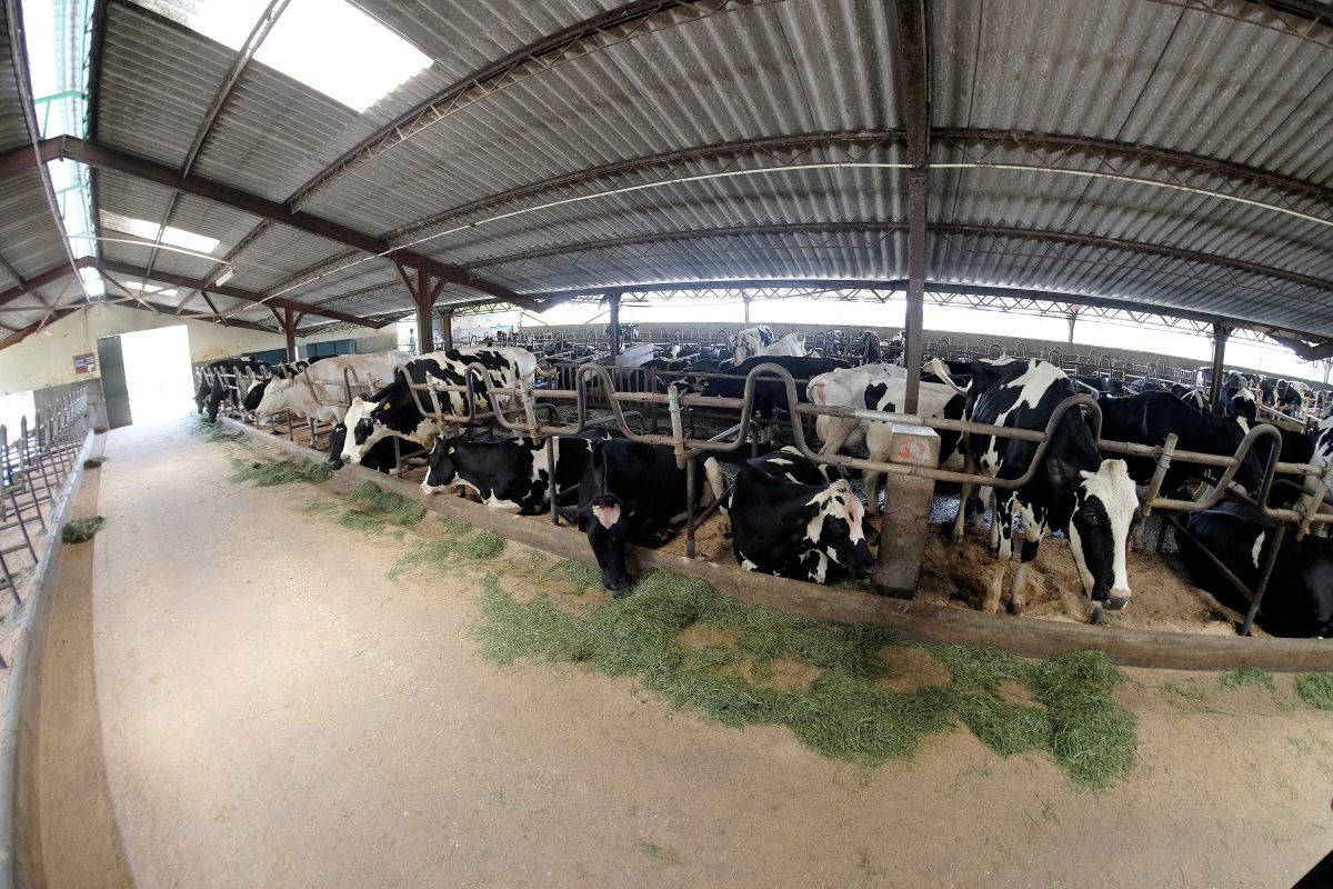 Op de bedrijfslocaties van Ambewela Farms wordt hoofdzakelijk gewerkt met koeien van de rassen Holstein-Friesian en Ayrshire.