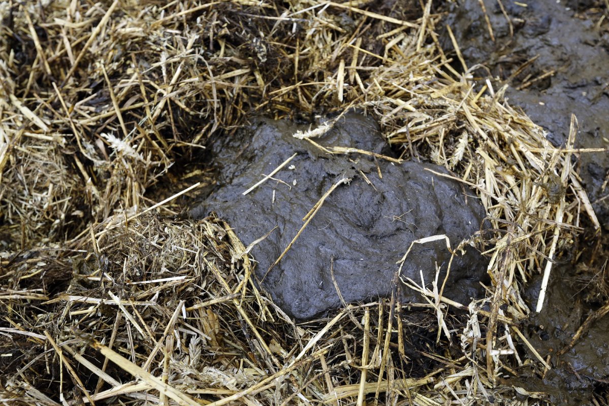 De bodem van de vrijloop bestaat uit 'natuurafval'. Het composteren daarvan met koeienmest gaat goed. In februari haalde Duijndam een deel van de bodem weg en onder de eerste 10/15 centimeter bleek alles perfect gecomposteerd.