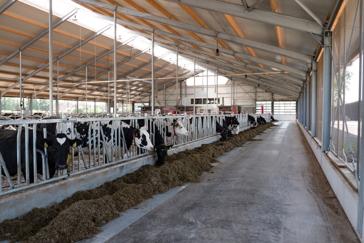 De 0+6+0-rijige stal telt 178 ligplaatsen. De stal is 62 meter lang en 39 meter breed. De koeien liggen in diepstrooiselboxen. Die zijn gevuld met een 20 centimeter dikke laag biobedding. De dieren worden gemolken door 3 Lely A4-robots.