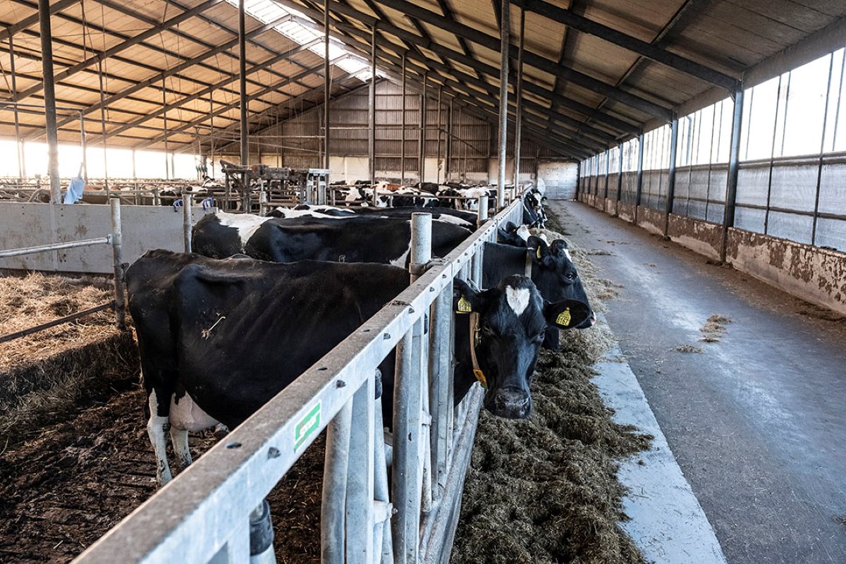 Wat het aantal vreetplaatsen voor melkvee betreft moet 80% van de koeien tegelijk kunnen vreten, bij nieuwbouw of verbouw geldt dat voor 100%.