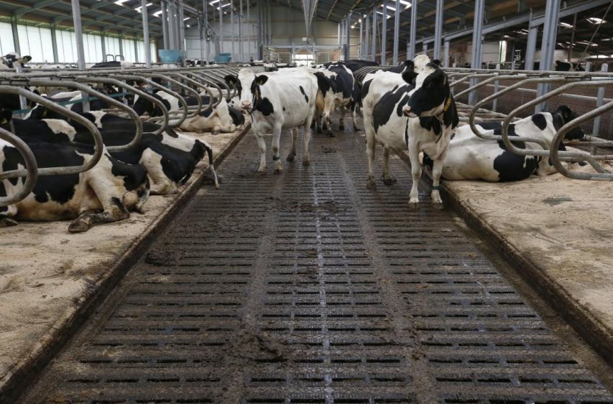 De koeien lopen op een emissiearme vloer van Veld-V van €140 per vierkante meter.Te Kamp wilde een vloer die het dichtst bij vertrouwde roosters kwam. 