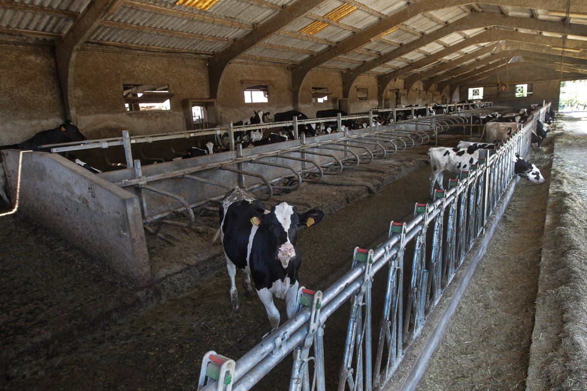 De oude ligboxenstal doet nu dienst als ruimte voor jongvee. De uit 1987 stammende stal is in 2005 gerenoveerd en uitgebreid naar 70 koeien. Voor Gel was de afschaffing van het melkquotum reden na te denken over de toekomst. Om op termijn melkveehouder te blijven, wilde hij uitbreiden.