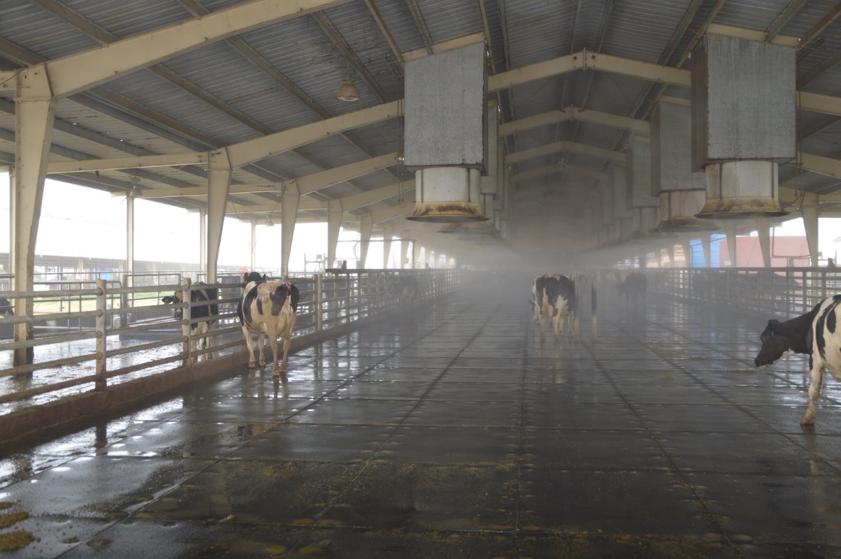 Het is melktijd. Drie keer per dag passeren de koeien een grote hal waar door de mist bijna geen zicht is. De condens die uit de grote vierkante pijpen uit het plafond wordt gespoten, reinigt de dieren voordat ze worden gemolken en houdt ze vooral ook koel.