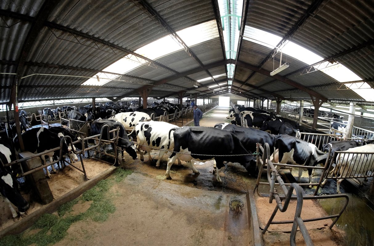 De afgelopen vijf jaar heeft Ambewela Farms al drie keer een uitbereiding gerealiseerd.  Er is veel vraag naar melk. Met name yoghurt is 'booming' in Sri Lanka. Van kleine boeren wordt ook melk bijgekocht.