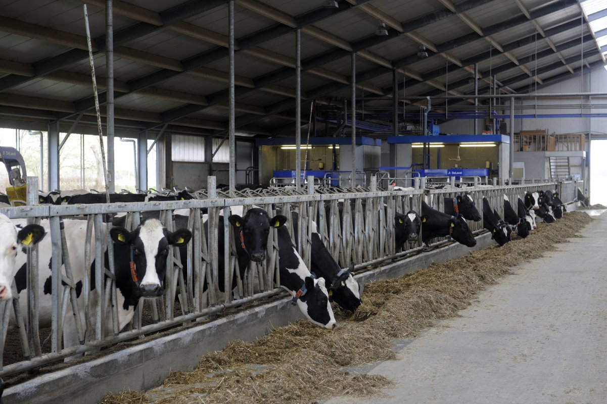 Met 150 melkkoeien en drie robots melkt Köhne wel wat luxe, maar de resultaten zijn goed. De gemiddelde melkproductie bedraagt 30 liter per dag, het aantal melkingen zit op 2,9.