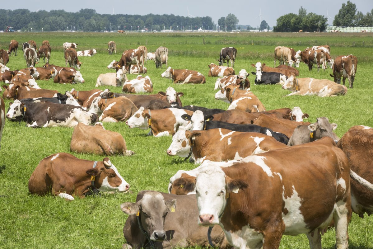 De nieuwe melkveestapel: 235 Fleckviehs uit Duitsland en Oostenrijk. Het was een flinke kostenpost van €460.000, maar de veestapel past precies in het bedrijfsplaatje: dubbeldoel en een voor biologisch zeer goed ras, zegt van Twillert.