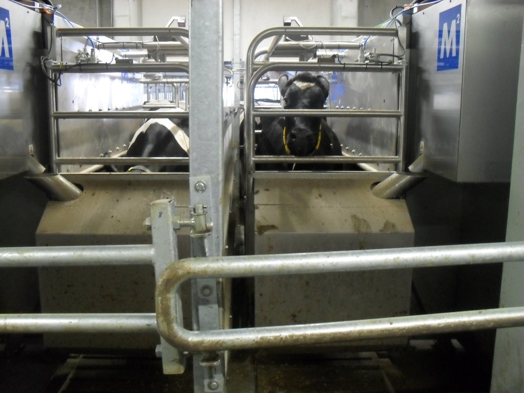 In de melkrobot worden de koeien herkend en gemolken. De robots staat twee aan twee. De koeien lopen recht in en ook weer recht uit.