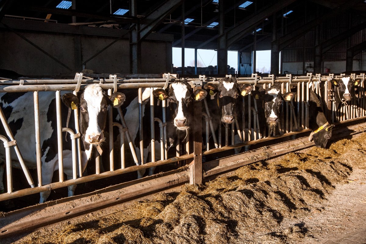 Door de aanpassingen verbeterden de resultaten in 2016. De gemiddelde melkproductie steeg van 8.000 tot 9.000 liter per jaar en de uitval zakte naar 5 à 10 procent. Daarnaast daalde het celgetal van 260 naar 200 en was de dierdagdosering 3 (was 6,5).