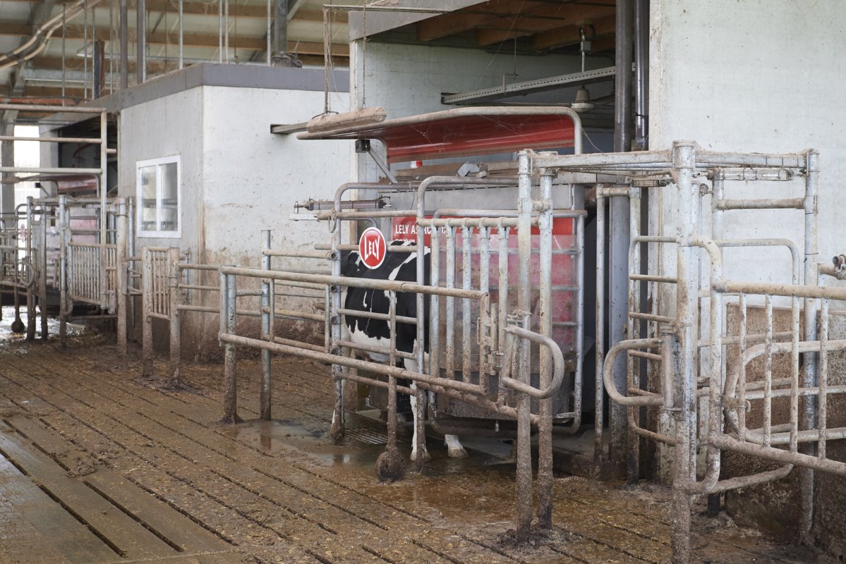 In de stal staan sinds een jaar vier melkrobots. Capaciteit is er nu voldoende. Het robotmelken bevalt goed. Het arbeidsgemak is groot en het onderhoud is beperkt. De gemiddelde melkproductie is ruim 10.000 liter per jaar (4,26% vet, 3,52% eiwit).