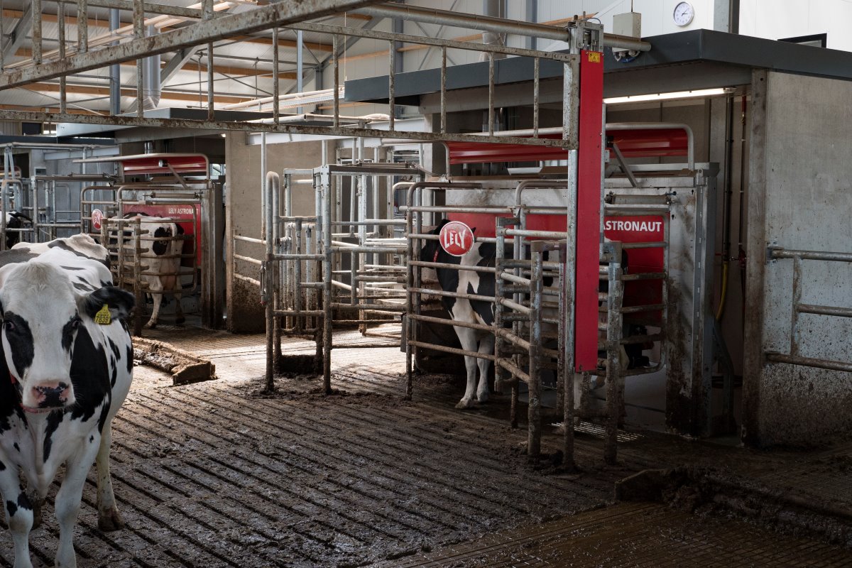 In de nieuwe stal steeg de gemiddelde productie van 30/31 liter naar 33/34 liter. Voorheen molken de ondernemers in een 2x8-zij-aan-zij. Separeren en beweiden gaat via de melkrobots.