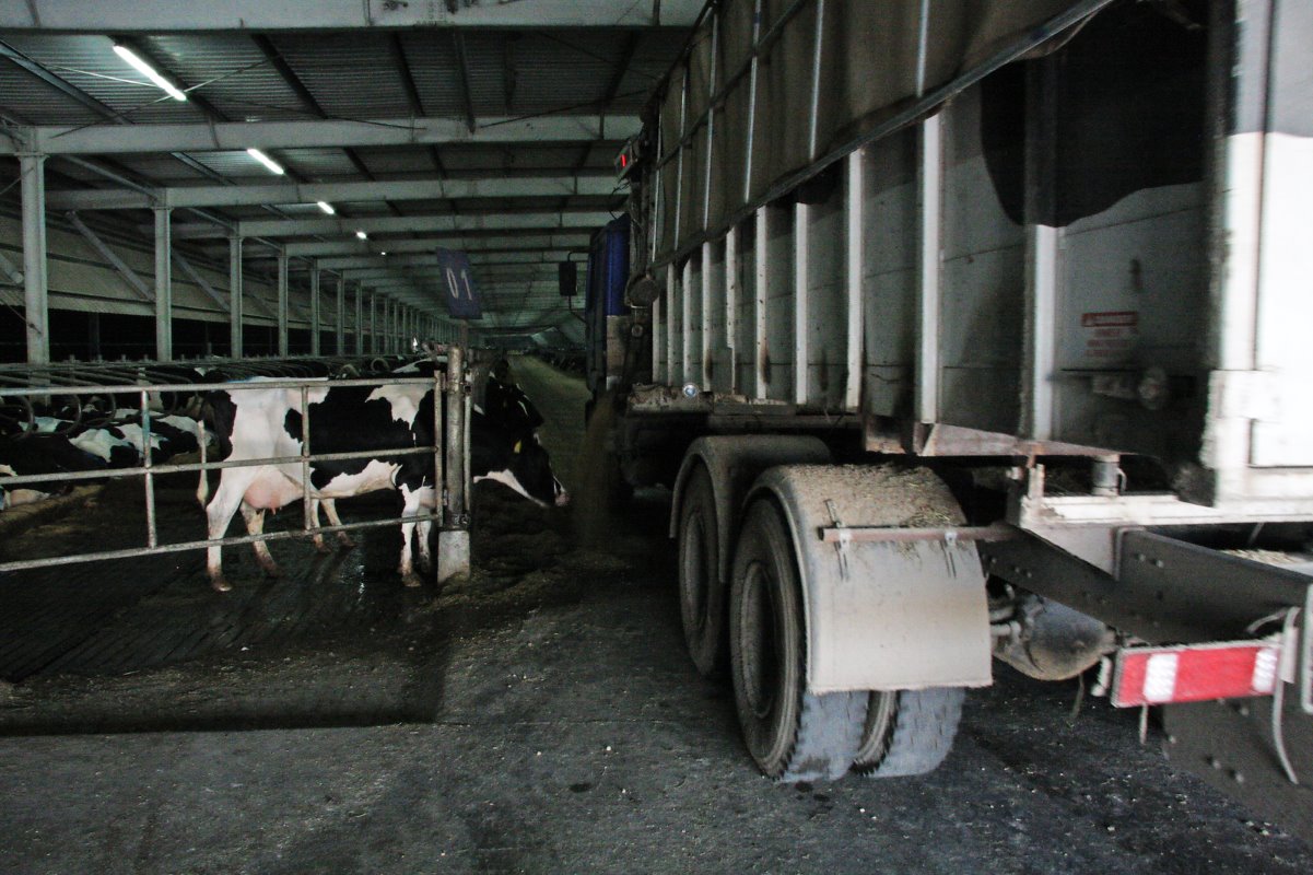 Er wordt gewerkt met vier koegroepen met elk een eigen rantsoen. Een voervrachtwagen gooit het voer voor de koeien.